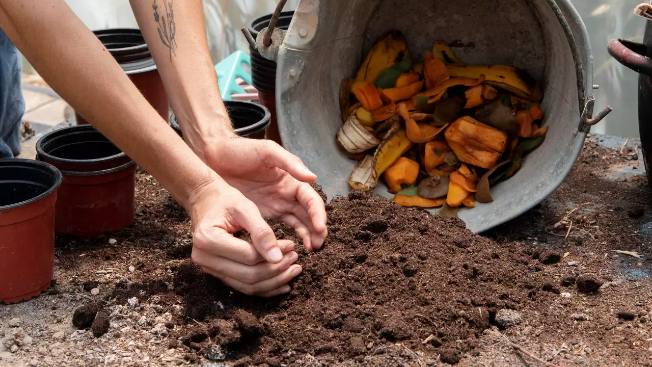 Food Waste to Compost Machine